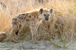 Spotted Hyena (Crocuta crocuta), a cub standing on the ground, Mpumalanga, South Africa Spotted Hyena (Crocuta crocuta), a cub standing on the ground, Mpumalanga, South Africa